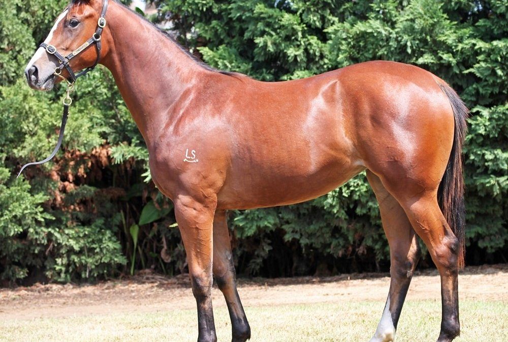 Aristella