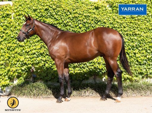 Highland Reel - Scarlet Nights 2020 Colt