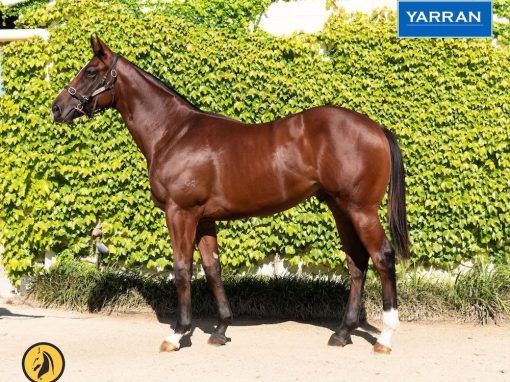 Toronado - Four Star Princess 2020 Colt