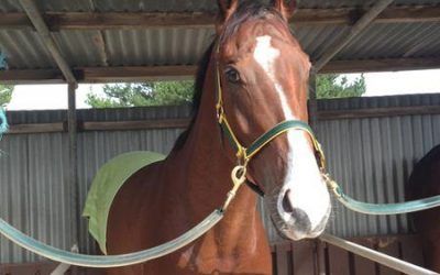 Stable Kicks The Week Off Well With Ardroy Winning