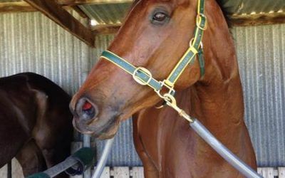 Stable Double At Avoca