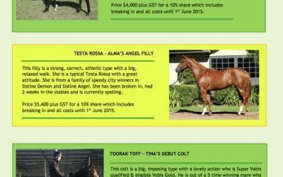 MW Racing Yearling Brochure