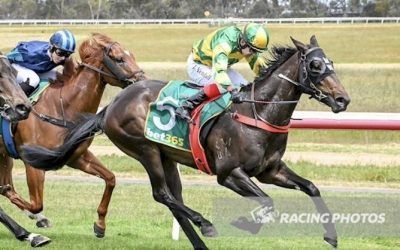 Homebred Shows Fight At Hamilton