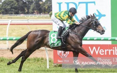 Mister Businessman Impressive At Werribee