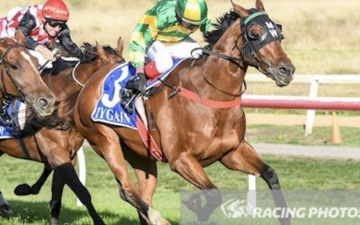 Royal Fox Snares Staying Race At Hamilton