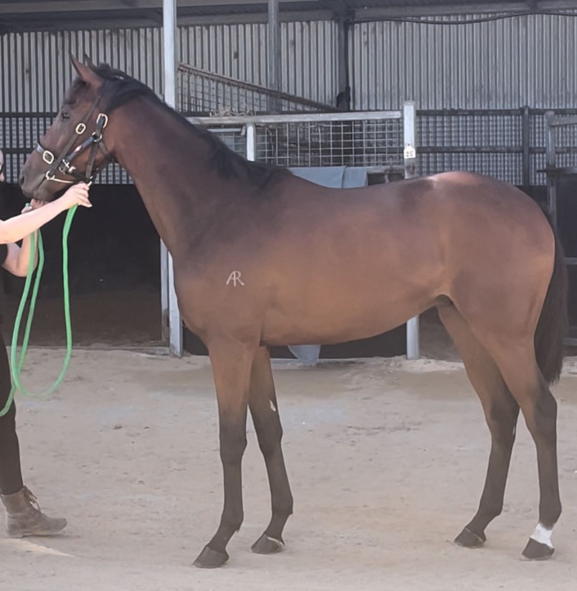 Epoch MJ Williams Thoroughbred Training