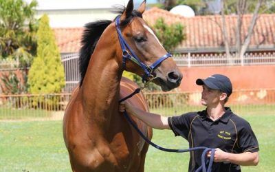 Bullet Train 2yo’s Half Brother Wins The Geraldton Cup!