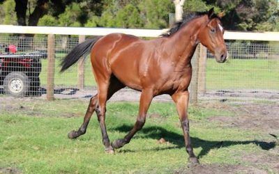 Early Running Type To Be Trained at Ascot by Trevor Andrews!