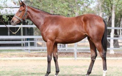 NEW SUPER VOBIS FILLY IN VICTORIA!