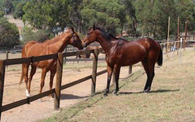 Here Are Two Horses On A ‘Pay Only Out Of Prizemoney’ Deal!