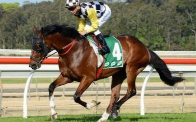 NEW HORSE NEW HORSE! NSW Stayer heading for Perth….