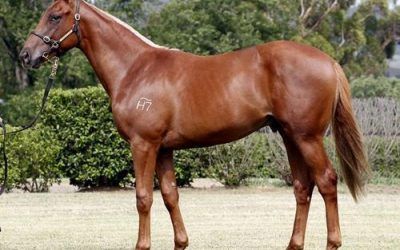 Two New Horses Horses For Perth…