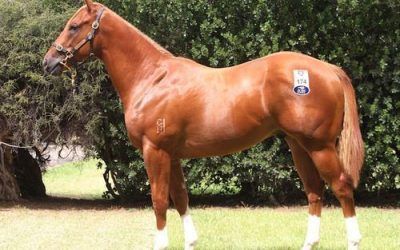 NEW MUSCLE BOUND COLT FOR MELBOURNE…