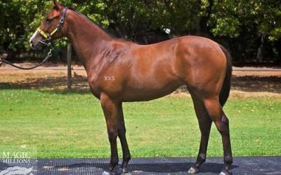 New Magic Millions Filly Joins Our Team