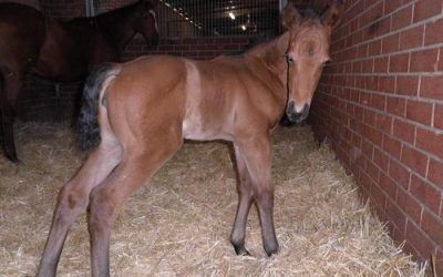 PILBARA LADY FOALS-WITHDRAWN FROM AUCTION