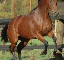 TWO NEW BELHUS HORSES FOR SYDNEY