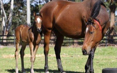 BREEDING SHARES FOR SALE…