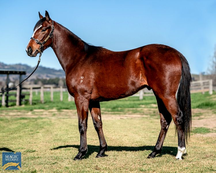 Real Impact X Wealthy Elsie Colt