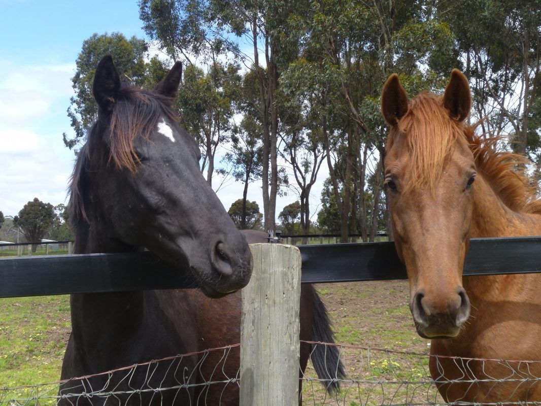 Illustrious Blue X Champagnelifestyle Gelding