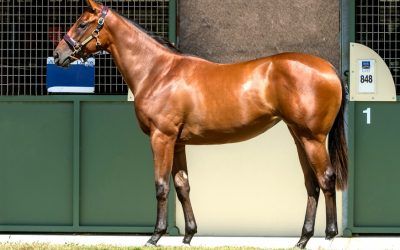 Magic Millions Deep Field Filly Heading To Perth…