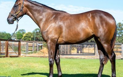 Pride Of Dubai Filly To Be Trained By Grant Williams