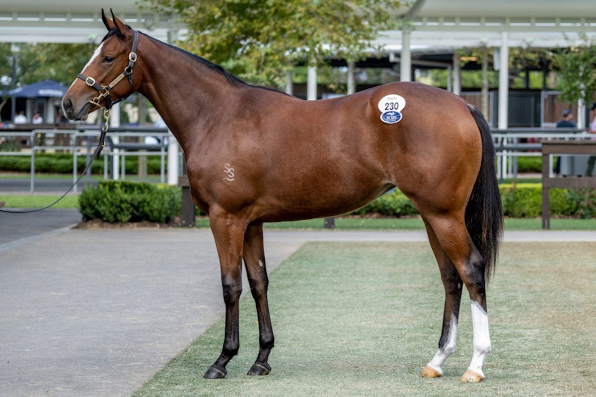 Dundeel – Mining Tycoon Filly