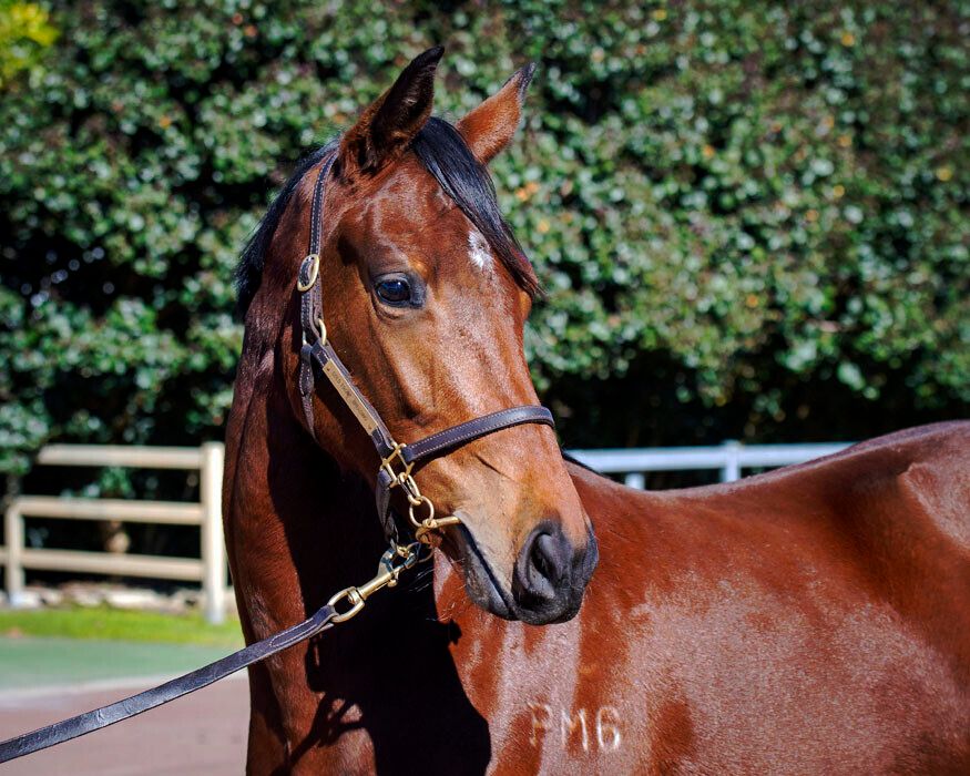 Awesome Rock – Deep Purple 2yo Filly