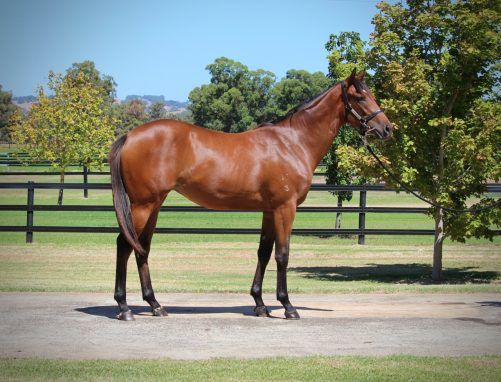 Hellbent - Smart Promise Filly