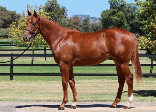 Manhattan Rain 2yo Filly
