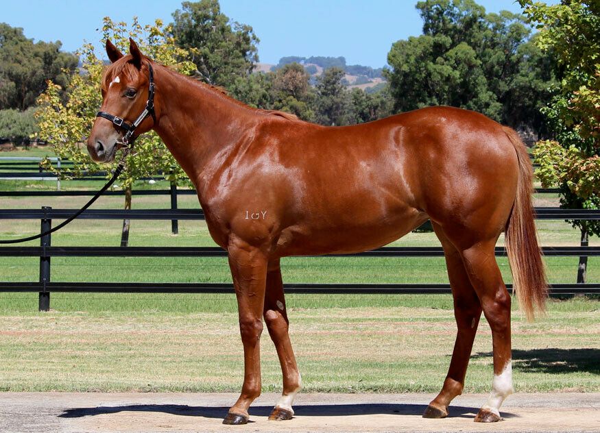 Manhattan Rain – Catalyst Fire 2yo Filly