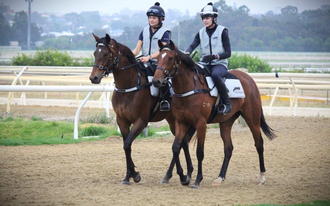 Gingerbread Man – Glamouresque 2yo Filly