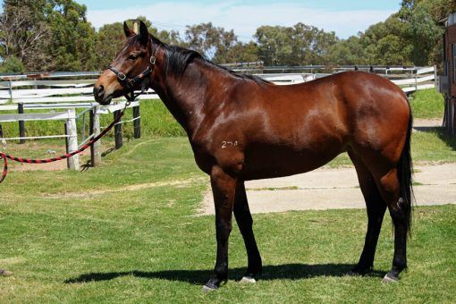 Maschino - Tricky Trix 2yo Filly