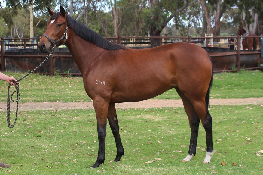 Gingerbread Man – Glamouresque 2yo Filly