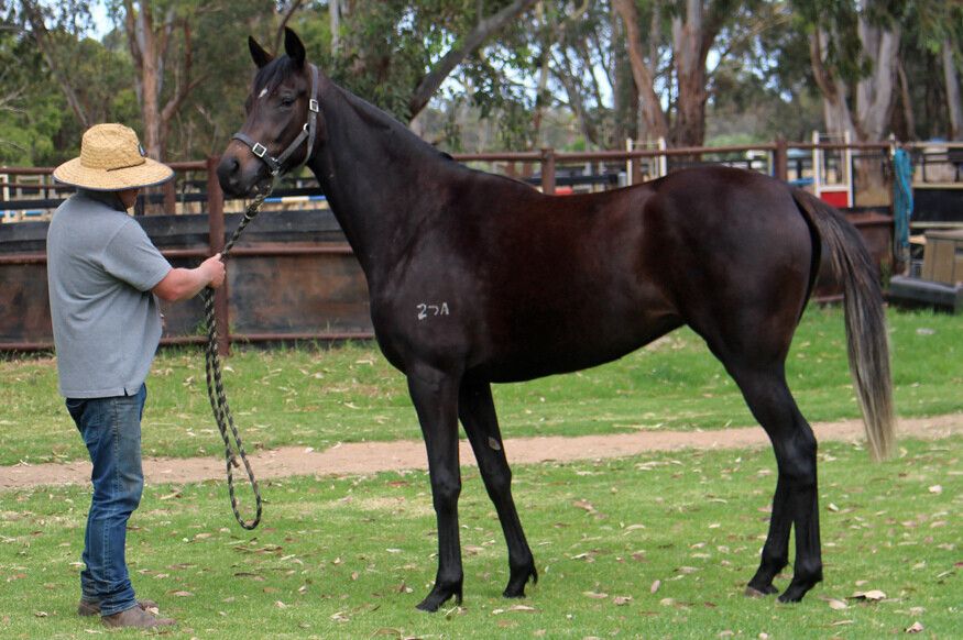Maschino – Tiara Mak 2yo Filly