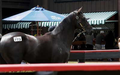 NZ Bred Colt Joins The Team…