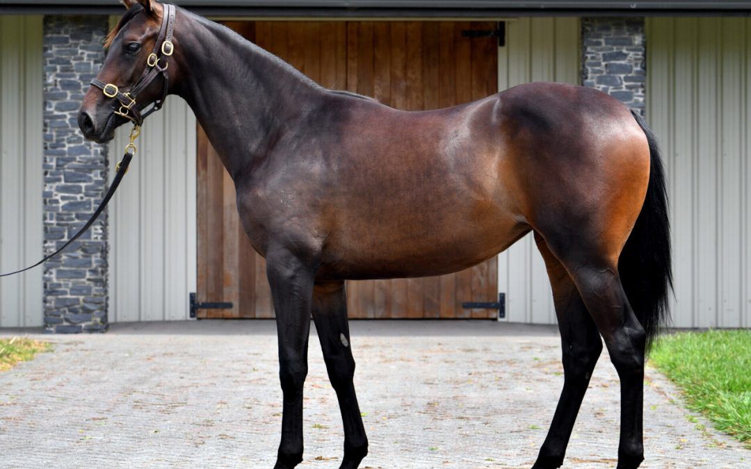 Almanzor – Summer’s Day 1yo Filly