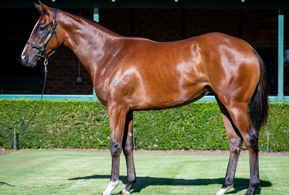 Peltzer – Miss Fraser 1yo Filly