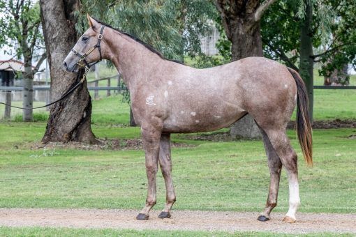 Sooboog X Dolly's Dream Filly