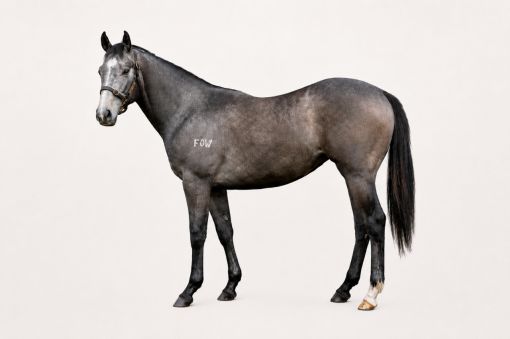 Splintex X Grey Dancer 2yo Filly