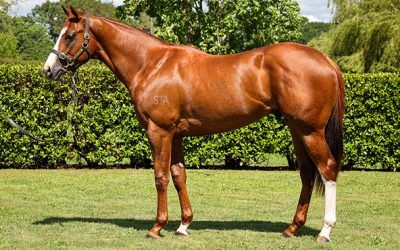 Capitalist colt tops NZB Ready To Run Sale