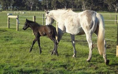 First 2012 Hollylodge foal for Zupaone