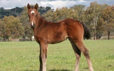 ZUPAONE x JUNGLE DANCE (Jungle Pocket) 2012 Filly