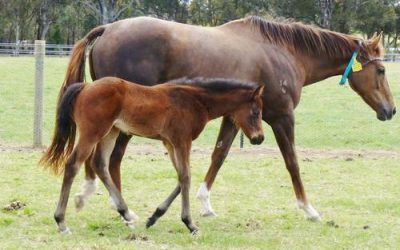 Bel Esprit filly for Flying Sheila