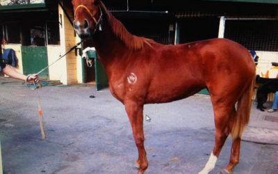 Zupaone filly wins trial at Flemington/Runs 3rd in 1st start Bendigo today