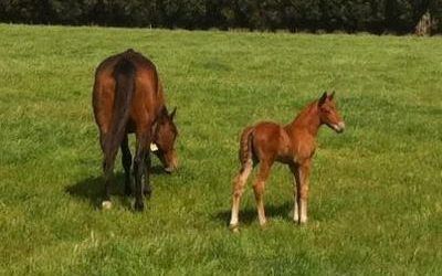 Another Zupaone foal