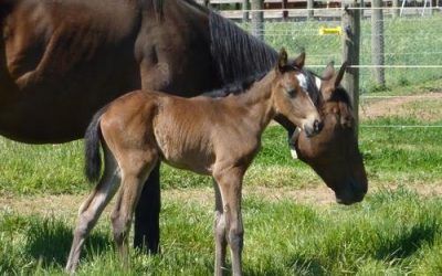 ANOTHER ZUPAONE FOAL