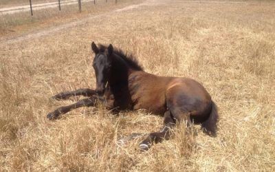 A magnificent Zupaone colt