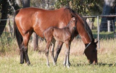 Helene Mascot 2012 filly