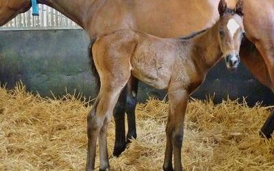 Another Zupa filly