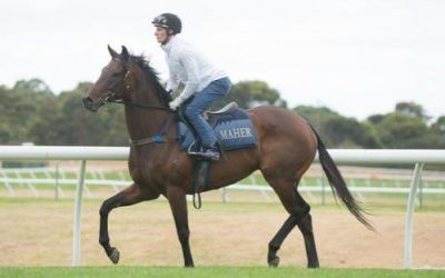 A Good Week for Hollylodge horses